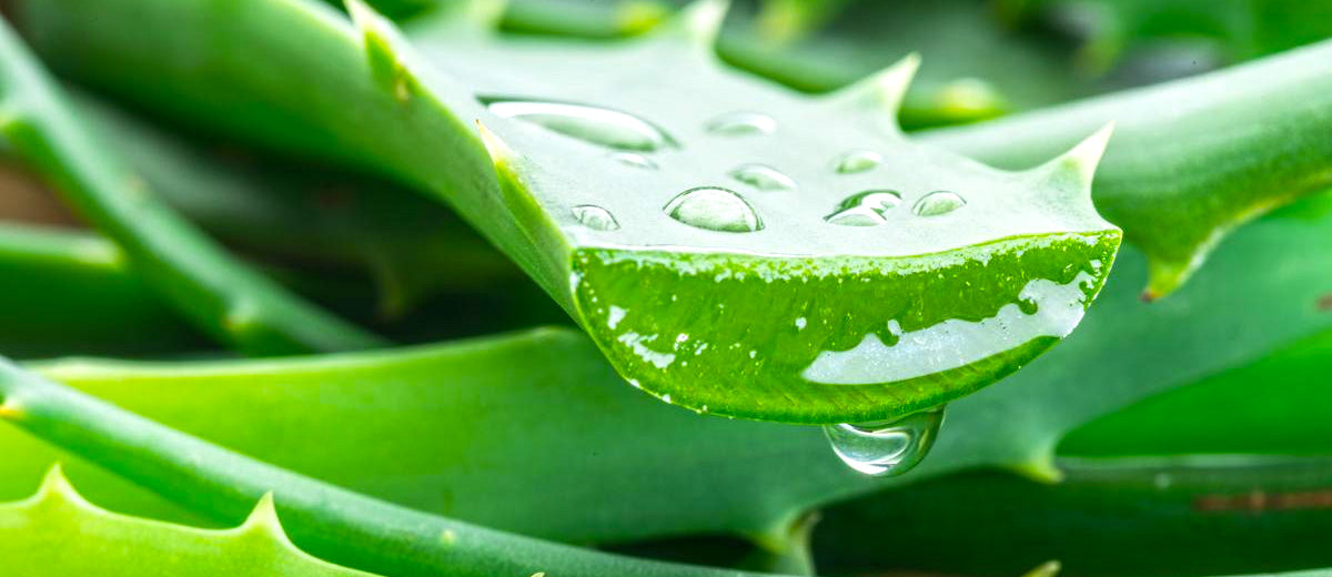 Aloe Vera Benefits for Skin