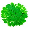 Moringa Leaf(Moringa olifera) Extract